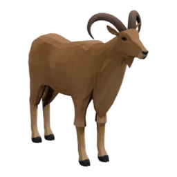 Barbary Sheep (Aoudad)