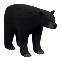 Black Bear