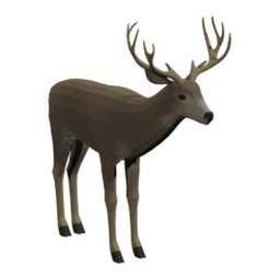 Mule Deer