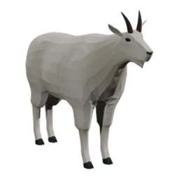 Mountain Goat