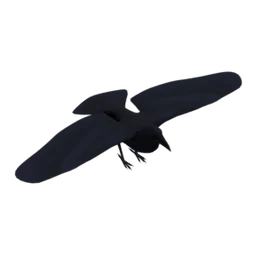 Common Raven
